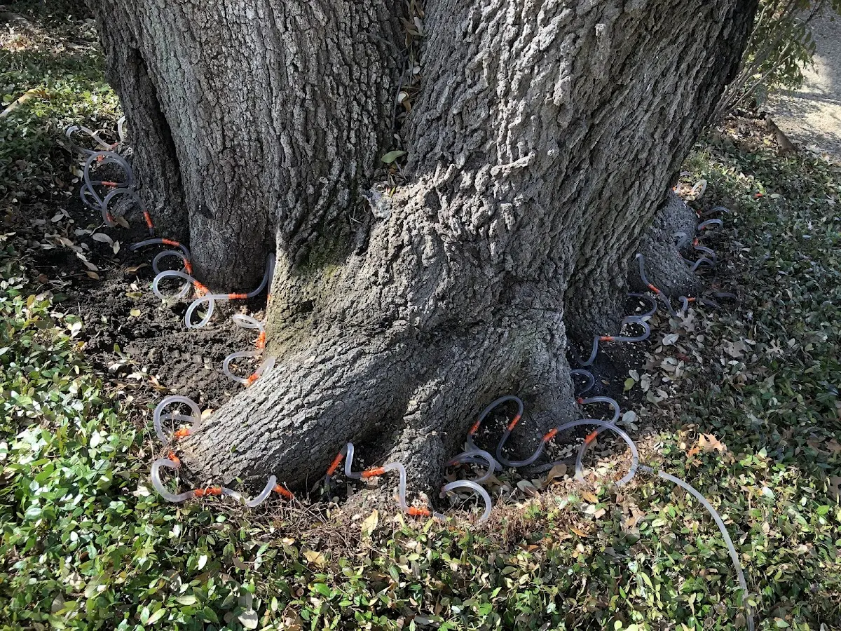 Detailed Tree Cabling and Bracing job site in Cost
